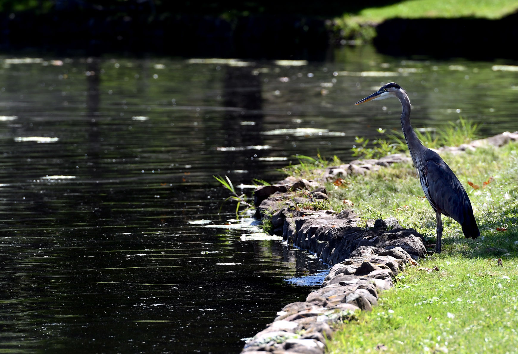 Heron at Hoopes